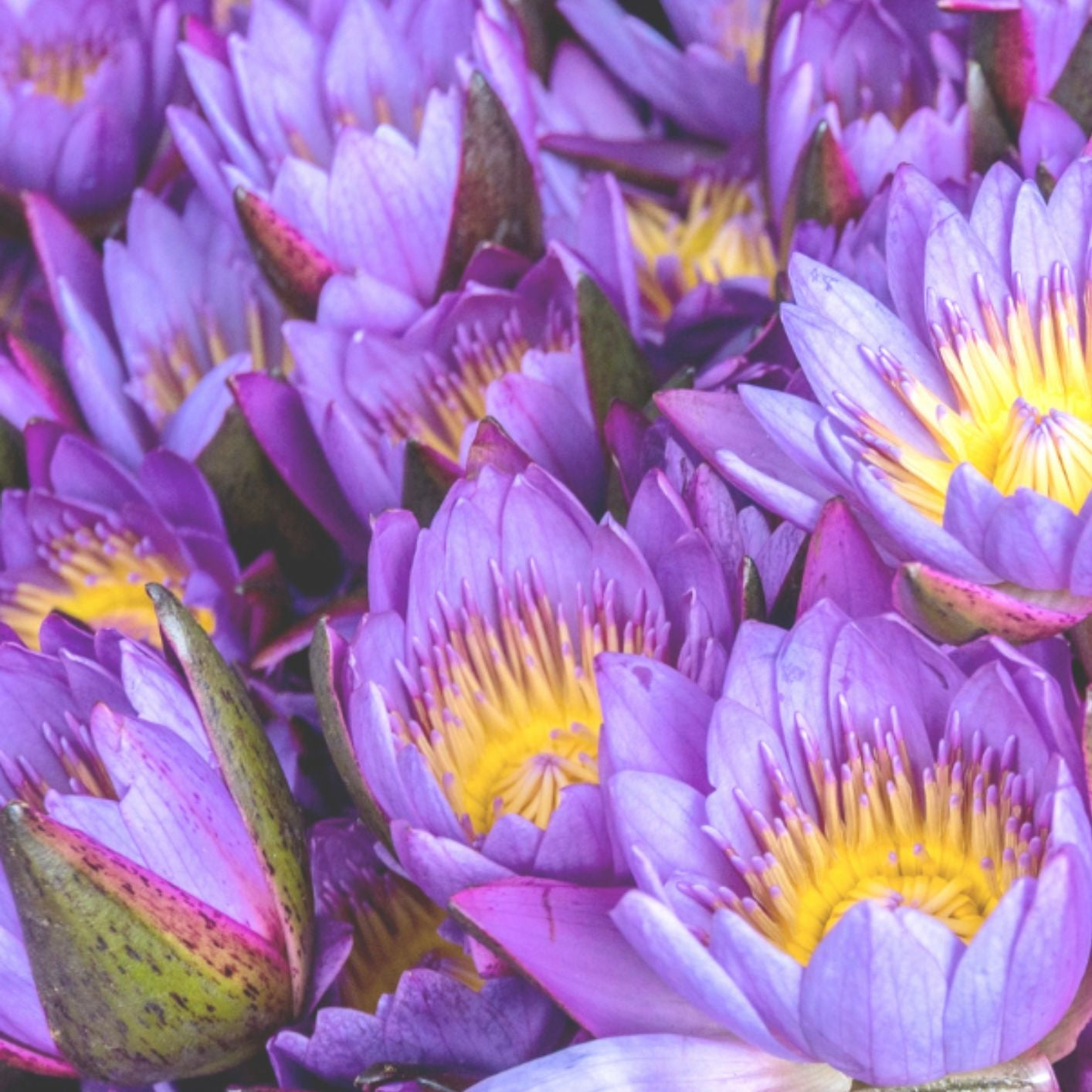Blue Lotus Flowers