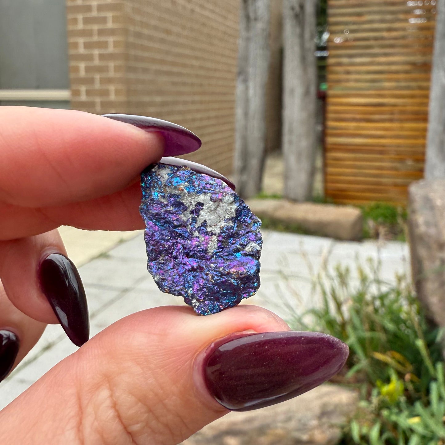 Peacock Ore #12