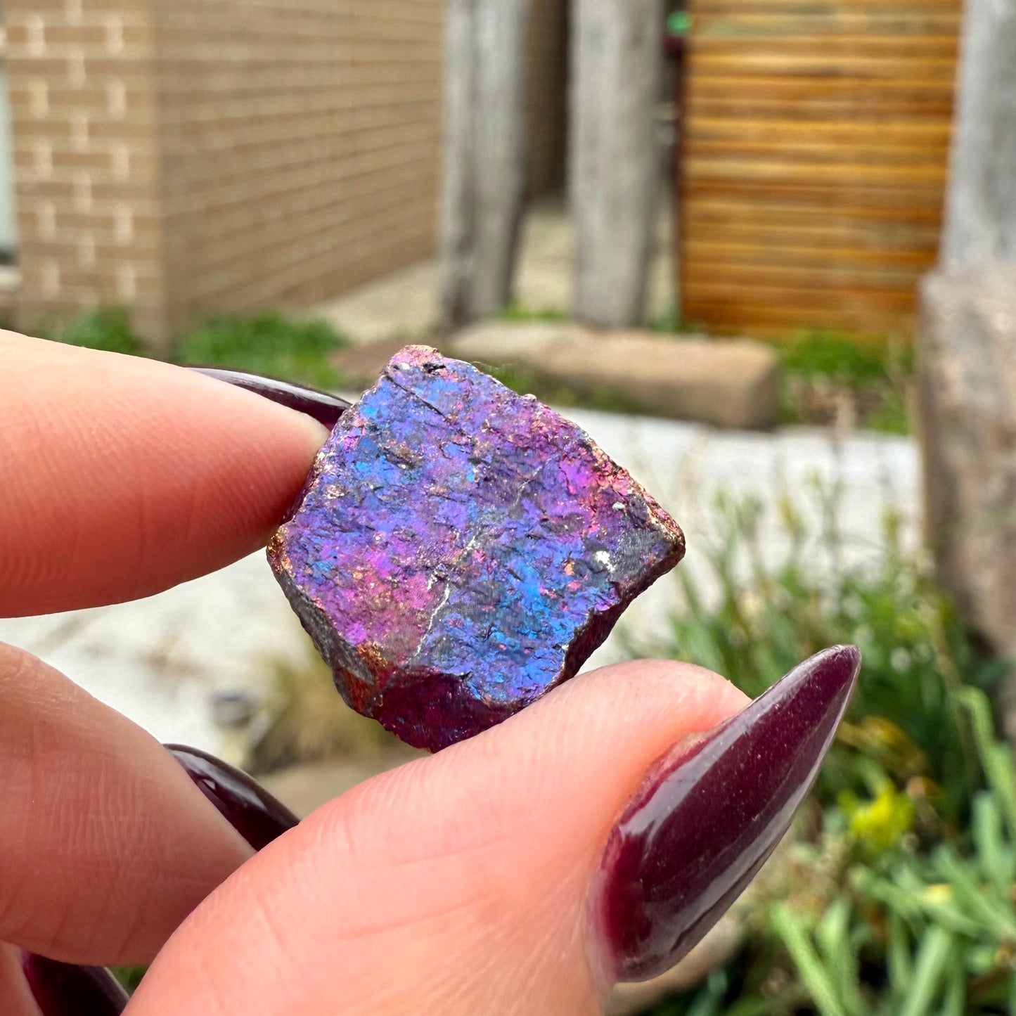 Peacock Ore #6