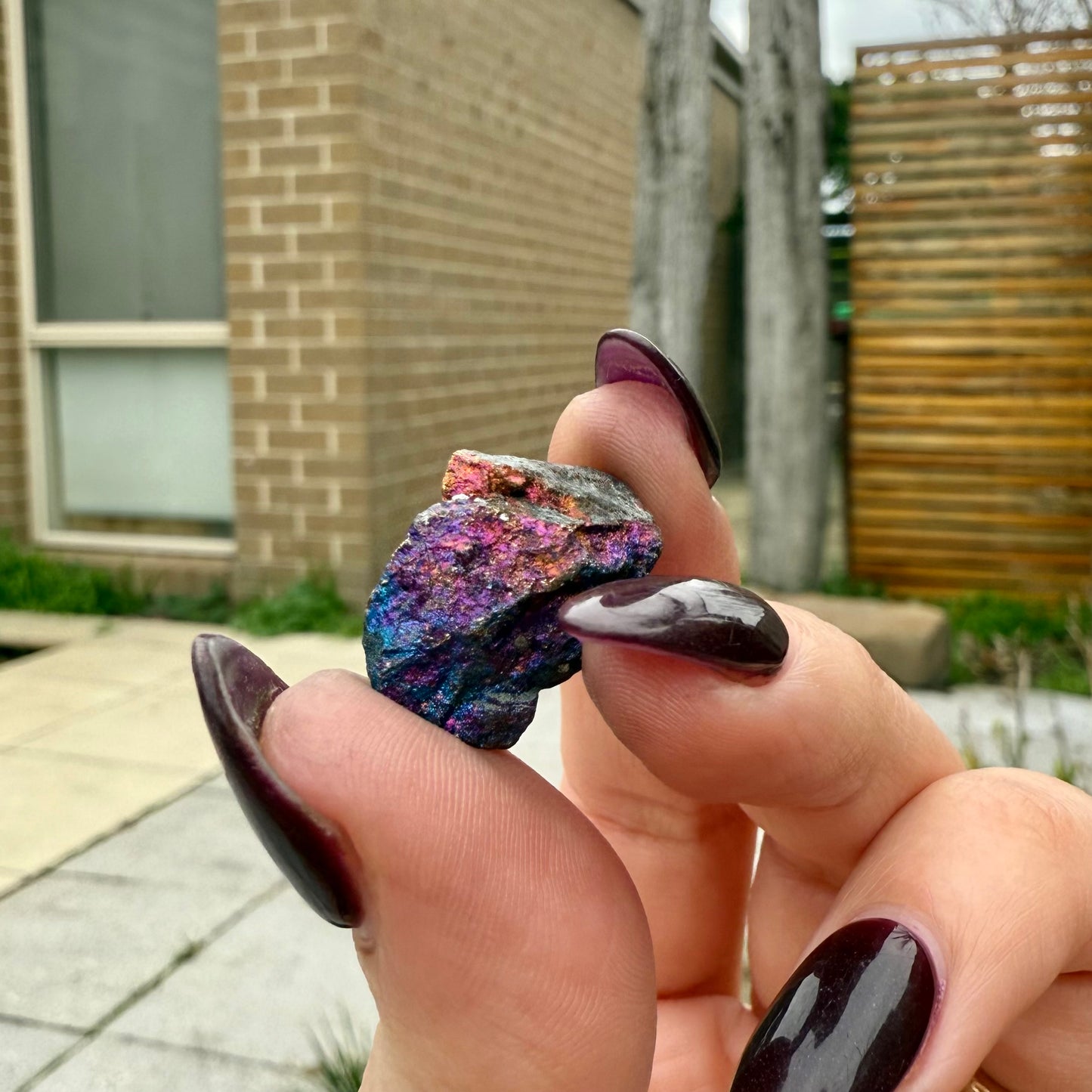 Peacock Ore #15