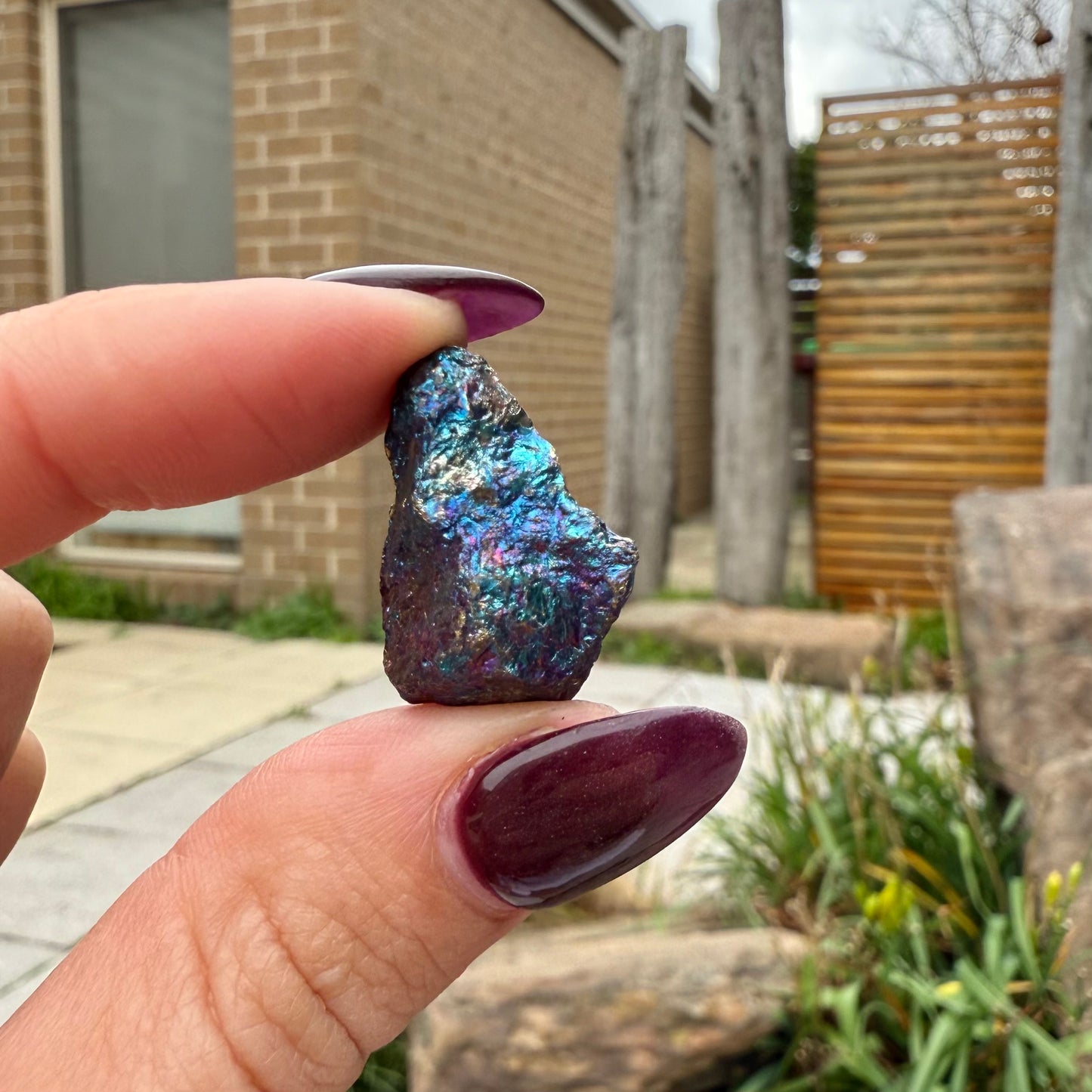 Peacock Ore #16