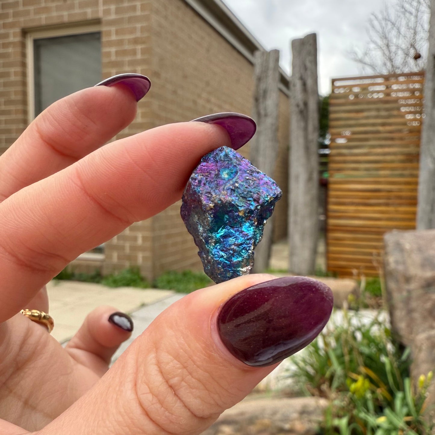 Peacock Ore #16