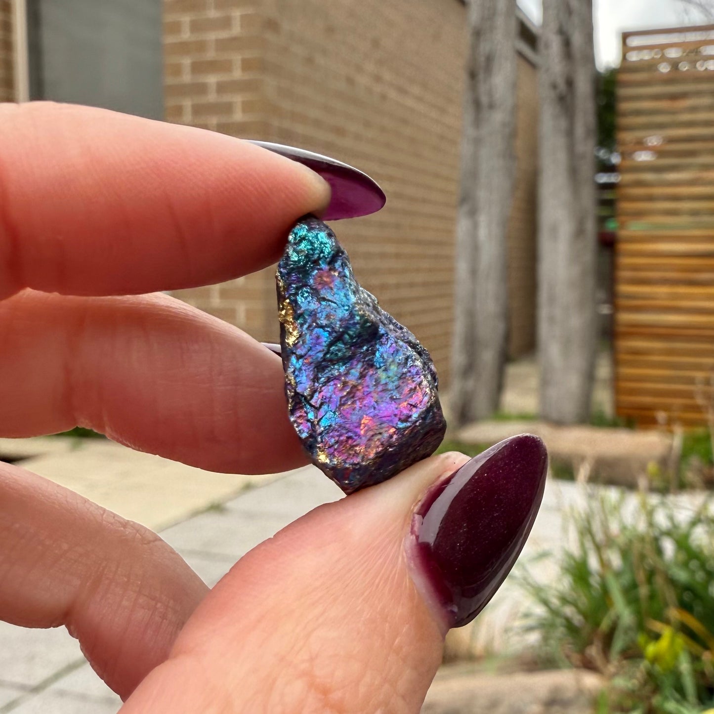 Peacock Ore #16